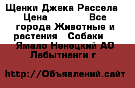 Щенки Джека Рассела › Цена ­ 10 000 - Все города Животные и растения » Собаки   . Ямало-Ненецкий АО,Лабытнанги г.